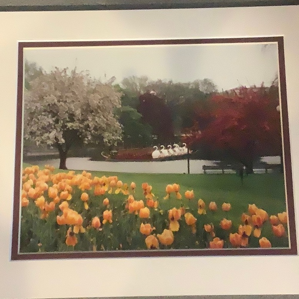 Gorgeous swan boats and tulips in Boston’s public garden! Matted 11x14